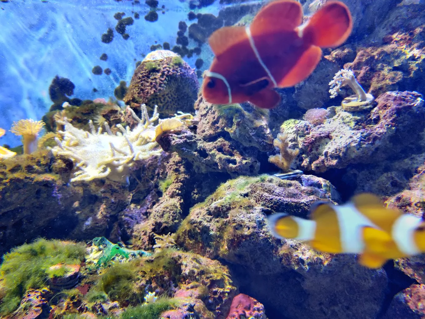 Aquário Marinho de Paranaguá